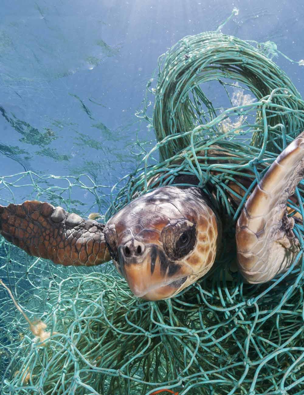 Tortoise caught in fish nets